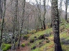 Robledal