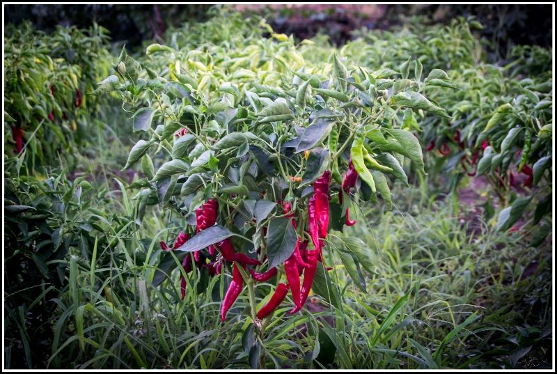 Pimiento (Víctor)