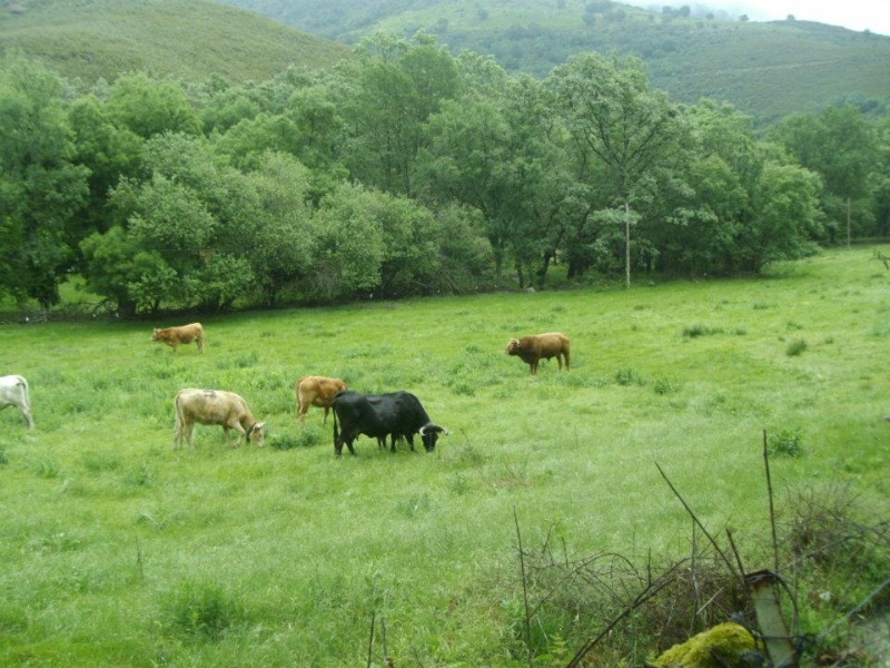 Vacas (Senderismo Los Vettones)