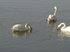 Cisnes (Senderismo Los Vettones)