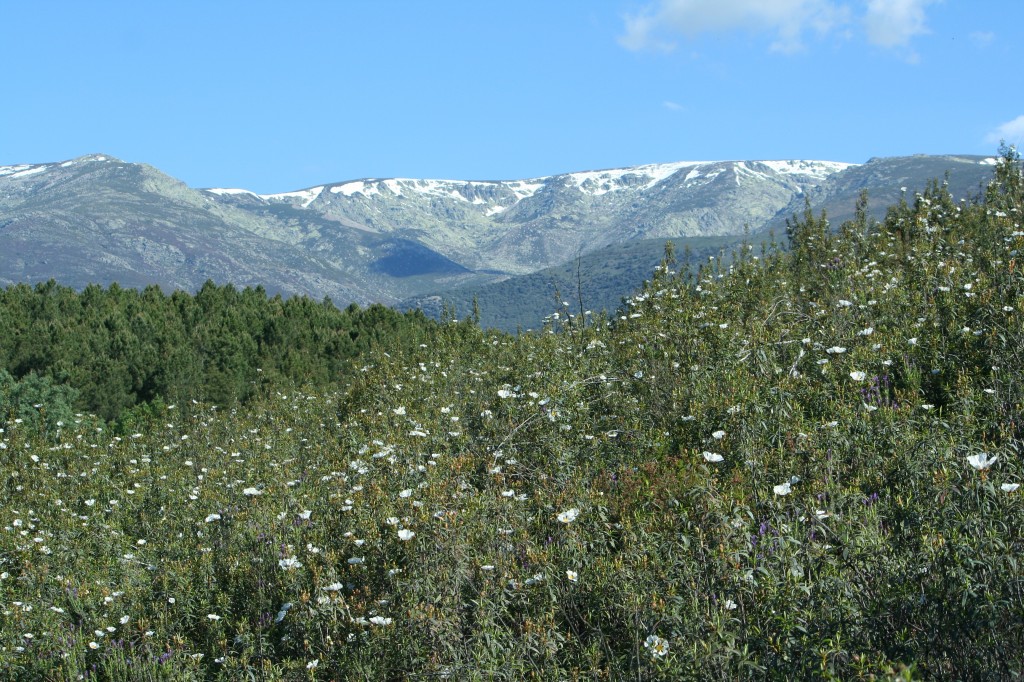 Campo de Jara