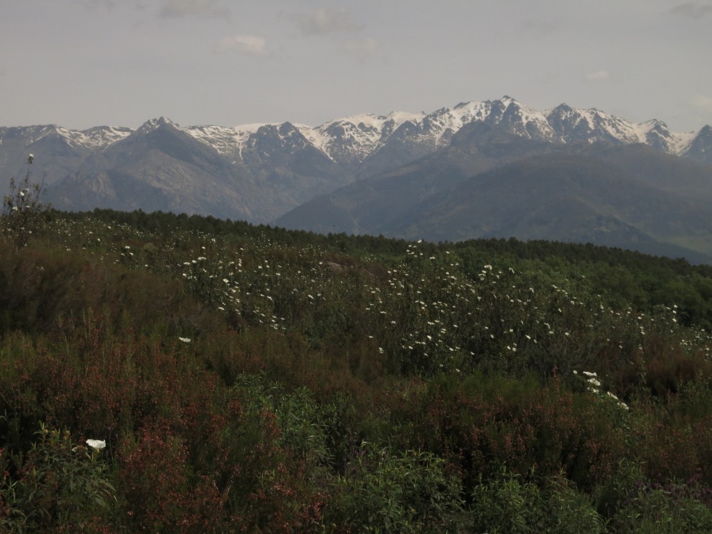 Jaras y Gredos